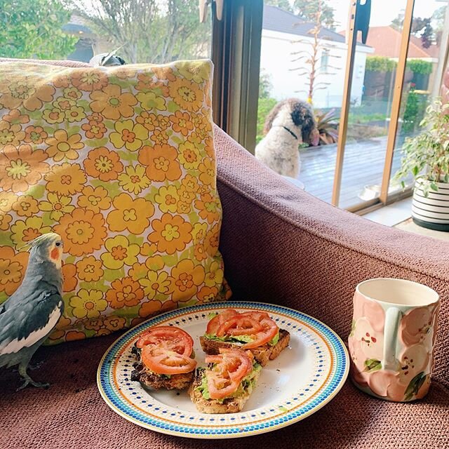 The perfect snapshot of my morning: directed by my needy animals who won&rsquo;t let me understand the meaning of a sleep in ☀️⠀
.⠀
Beach walk, yoga, garden wander, tidy up: breakfast = homemade gluten free bread by yours truly, topped with avocados 