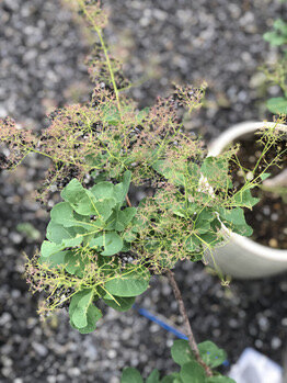 スモークツリー育ってます！！！