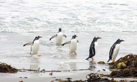No penguin shortage here. No penguin photo shortage either. Photograph: Helen Czerski
