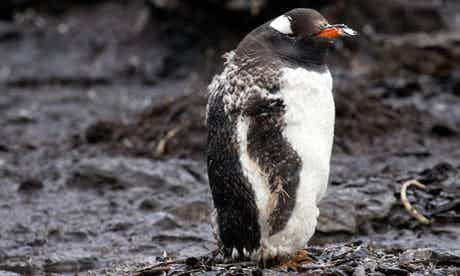 A grumpy-looking gentoo penguin in mid-moult. He looks a bit like someone put him in on the wrong wash cycle. Photograph: Robin Pascal