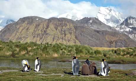 A group of king penguins in a vast landscape on South Georgia in the South Atlantic. We sat and watched for nearly an hour. Photograph: Helen Czerski