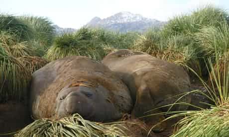 There are epic landscapes and then there are epic snoozes. These male elephant seals have turned epic snoozes into an art form, while still managing to belch and gurgle almost continuously at the same time. Photograph: Helen Czerski