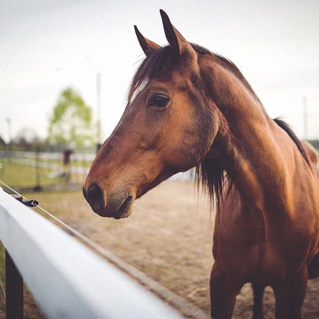 Horses can help to provide a place of emotional safety and trust.⠀
.⠀
They model healthy functioning.⠀
.⠀
They offer unique feedback.⠀
.⠀
They evoke emotion in us.⠀
...⠀
⠀
.⠀
.⠀
.⠀
.⠀
.⠀
#helloyescoaching #lifecoach #coachingwithhorse #horsesasteache