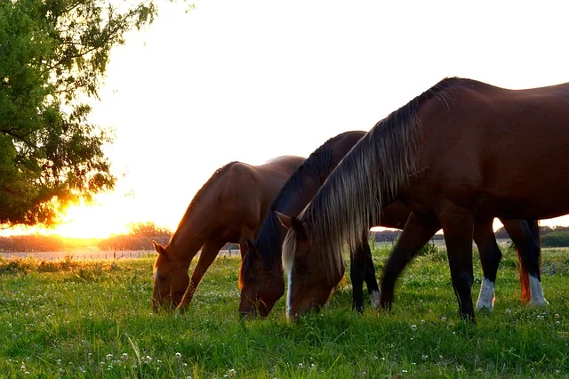 horses-2536540_640.jpg