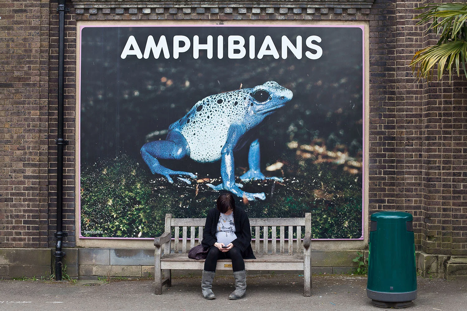 Amphibians.jpg