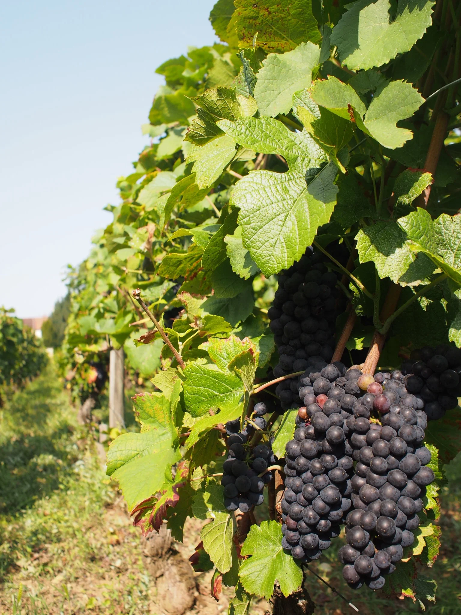 Pinot in Vosne-Romanée