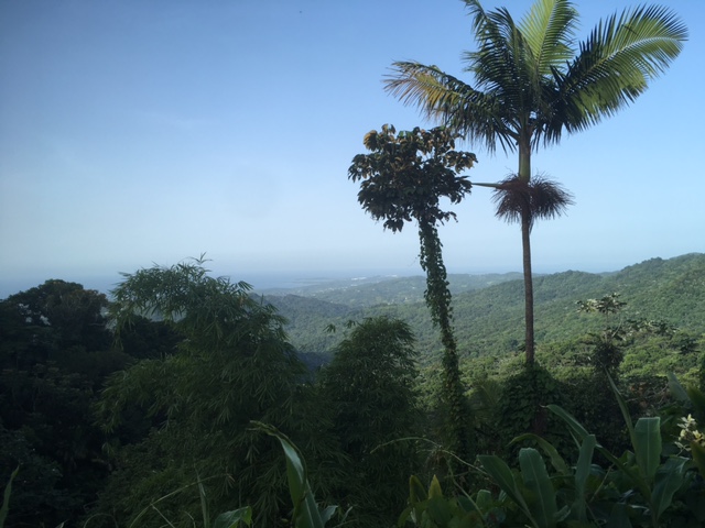  View from haflway up the mountain at El Yunque National Forest in Puerto Rico.