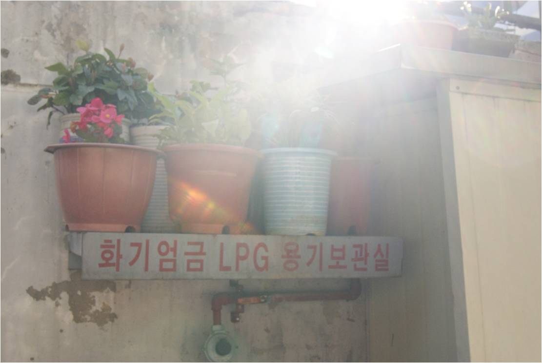 Cement Garden