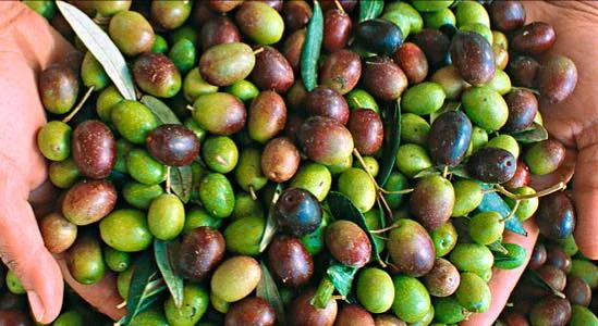 mano con aceitunas.jpg
