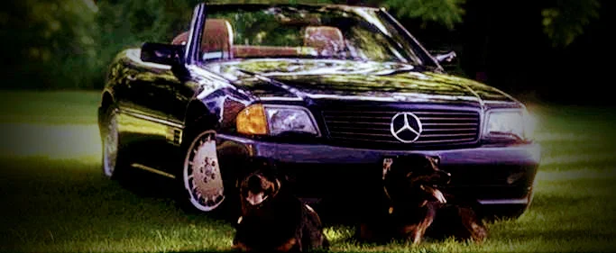 Dogs_small.jpg