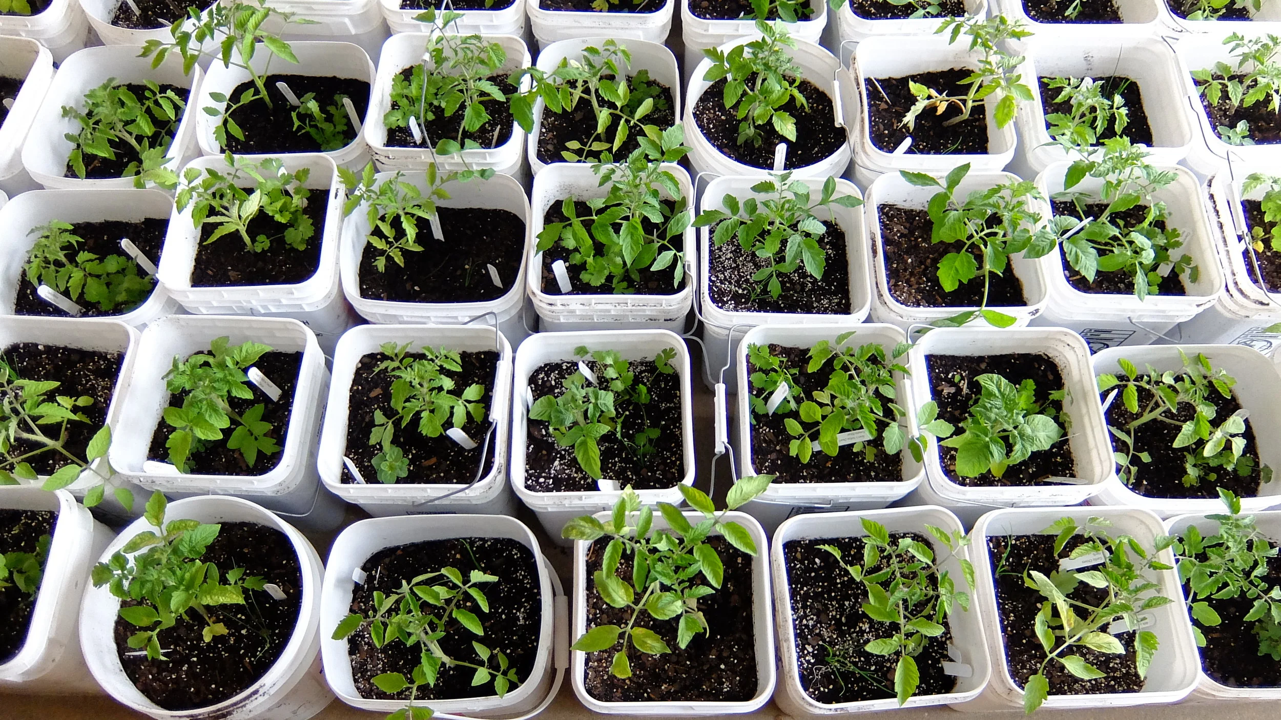 Open letter to Master Gardeners