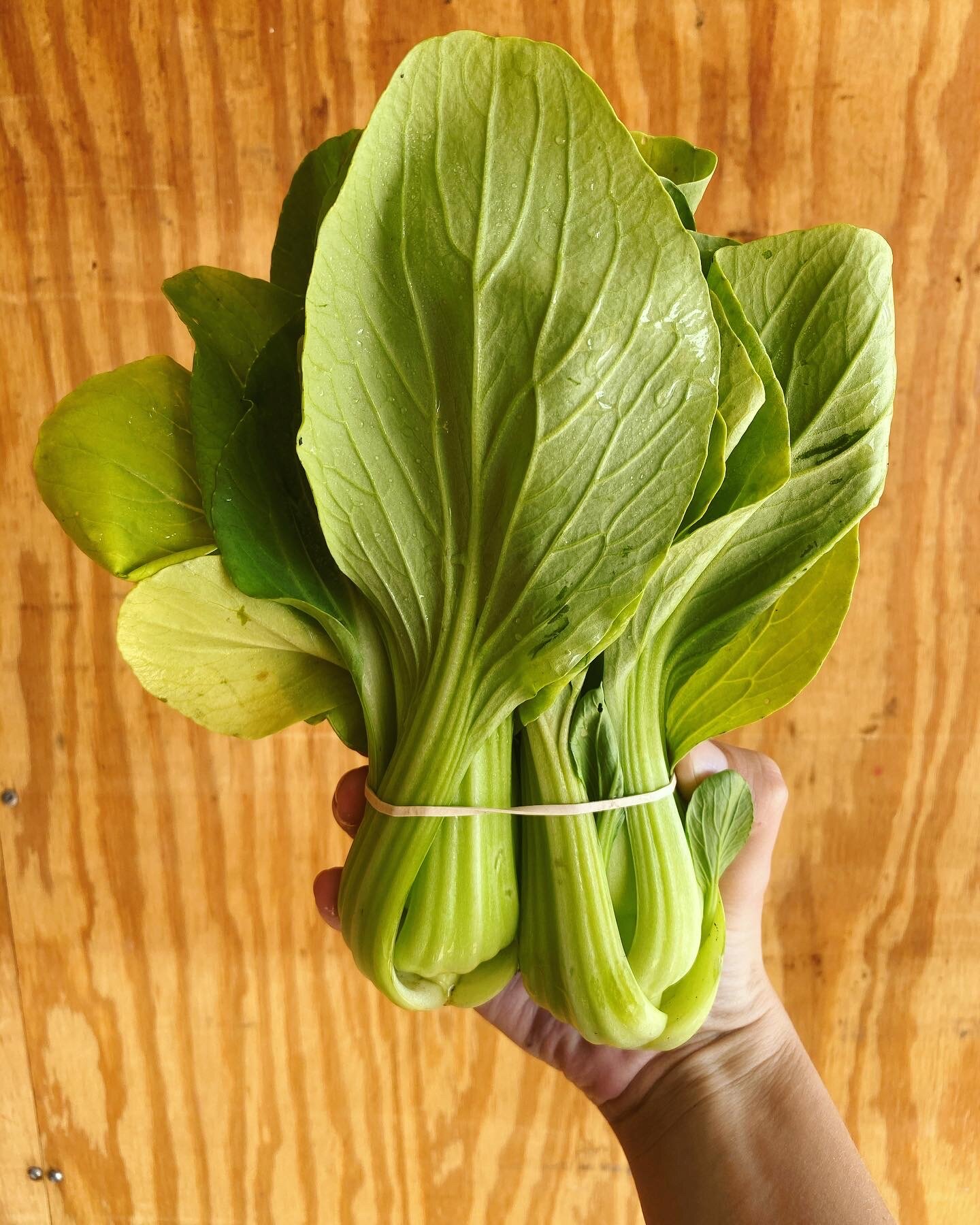 Bok Choy