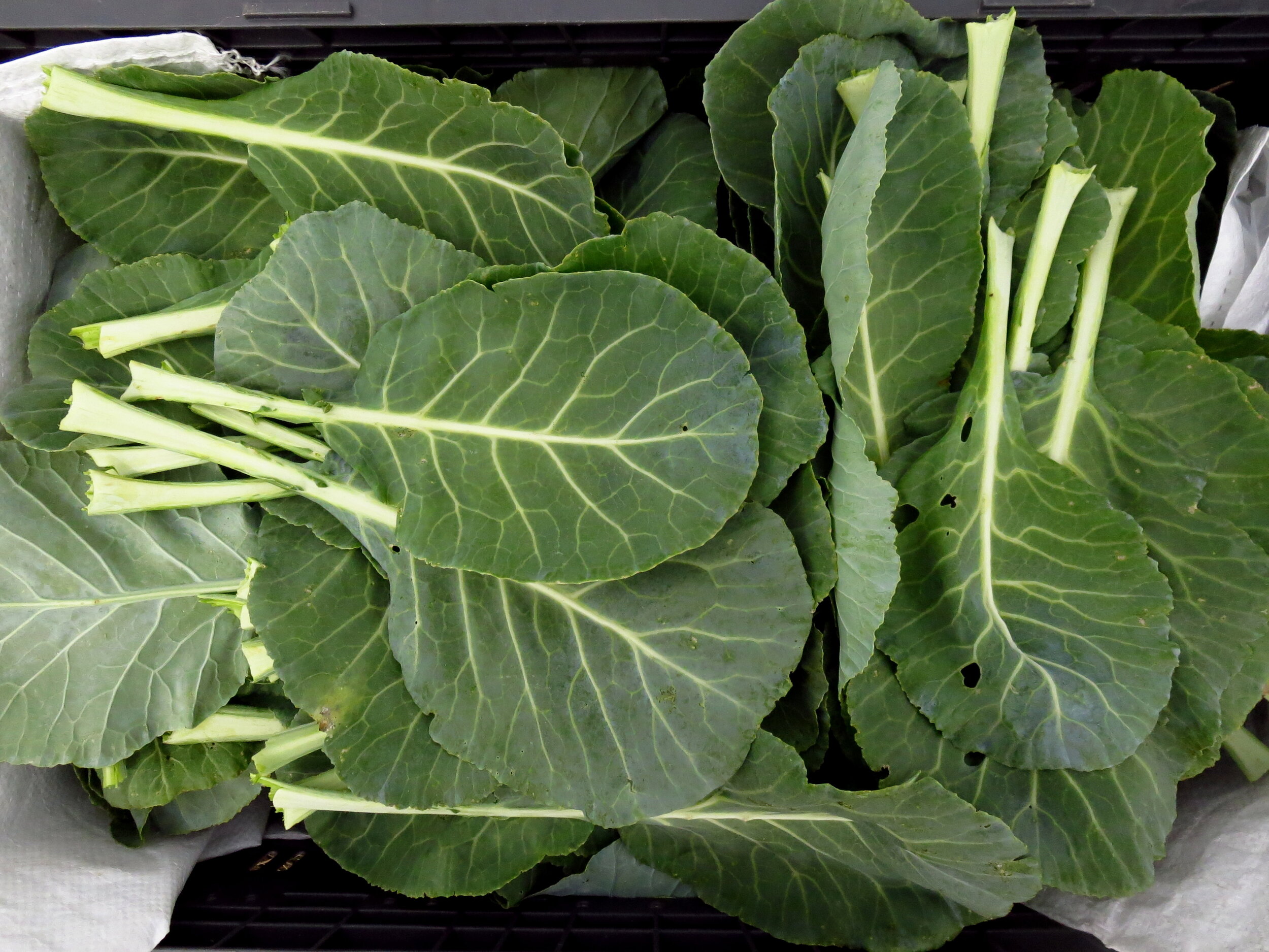 Collards