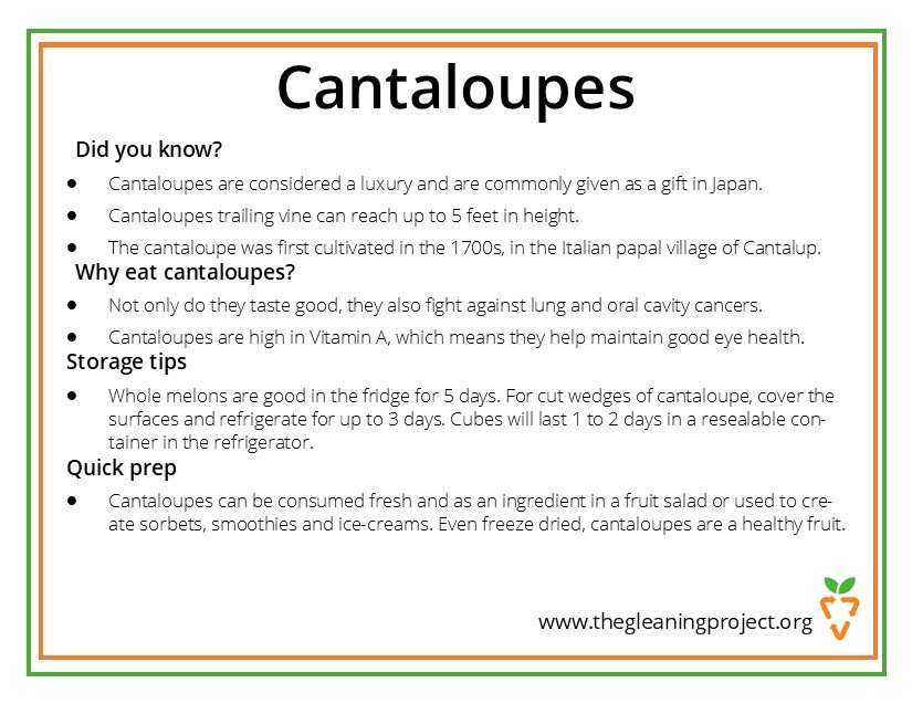 Cantaloupe Information.jpg