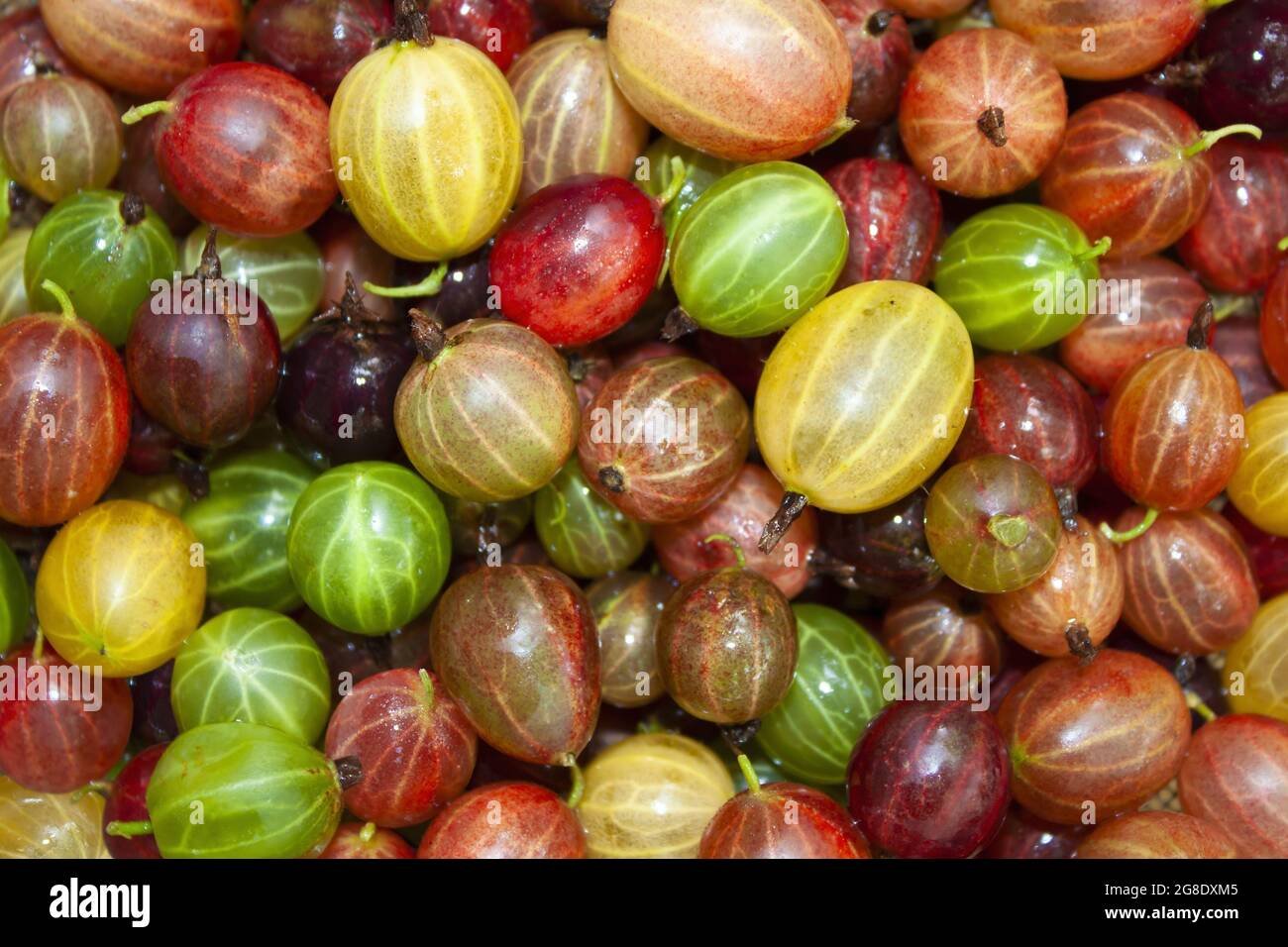 ripe-bright-sweet-fresh-gooseberries-of-different-colors-yellow-red-green-burgundy-close-up-2G8DXM5.jpg