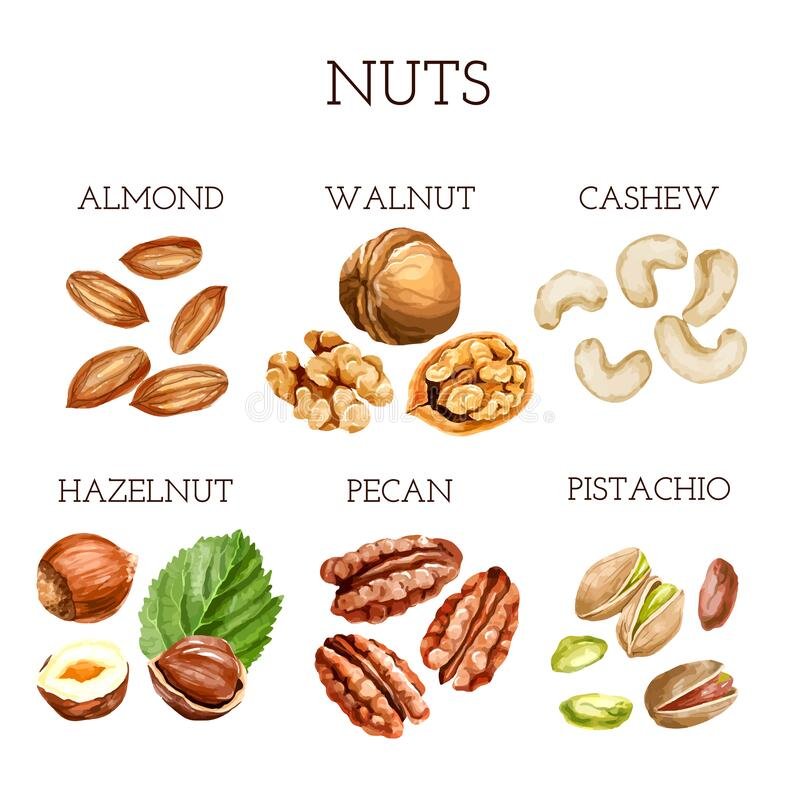 watercolor-nut-collection-different-types-nuts-names-white-backgrount-watercolor-nut-collection-different-types-nuts-235178207.jpg