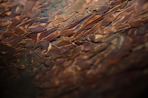 Muralis Sutura, Brass