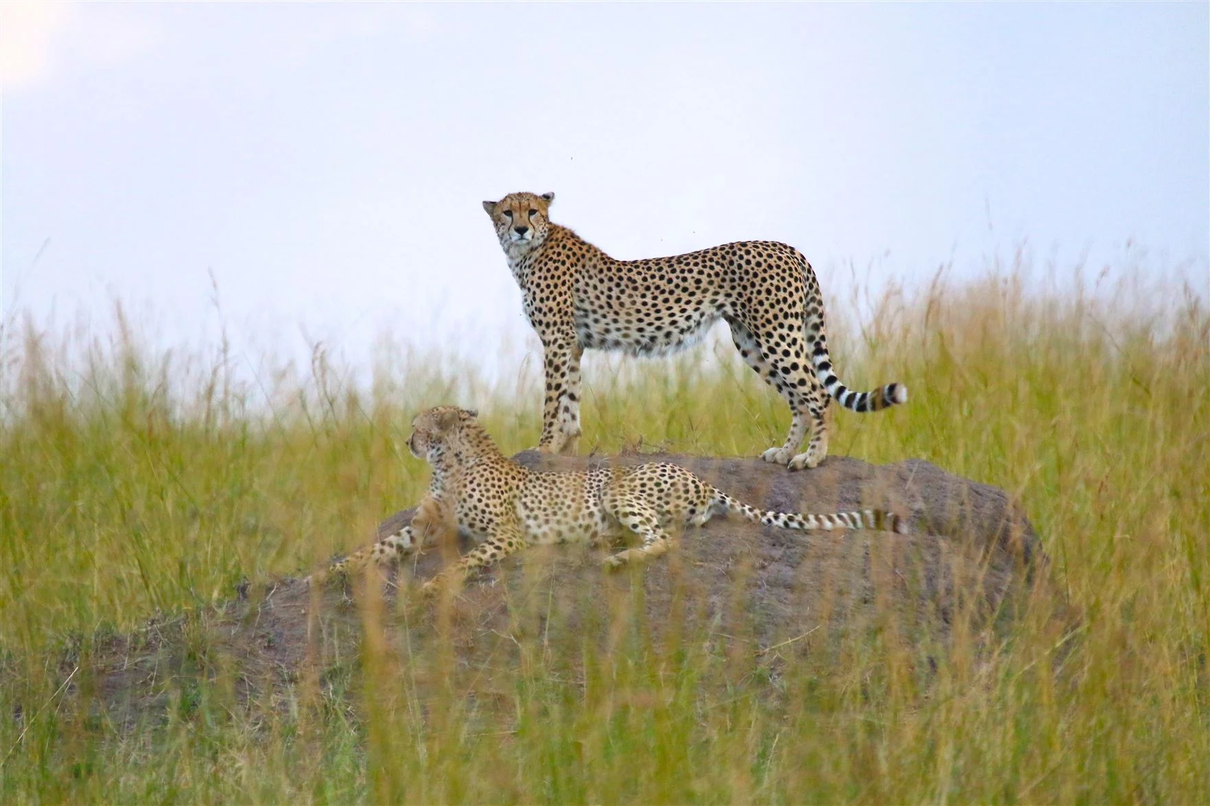 Jeff Campbell_Cheetahs, Serengeti National Park, Tanzania_resized.jpg