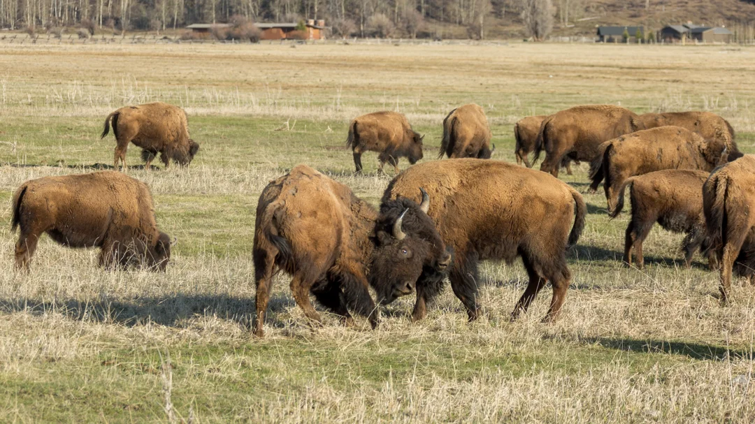 A little bison horseplay on the side of the road.
