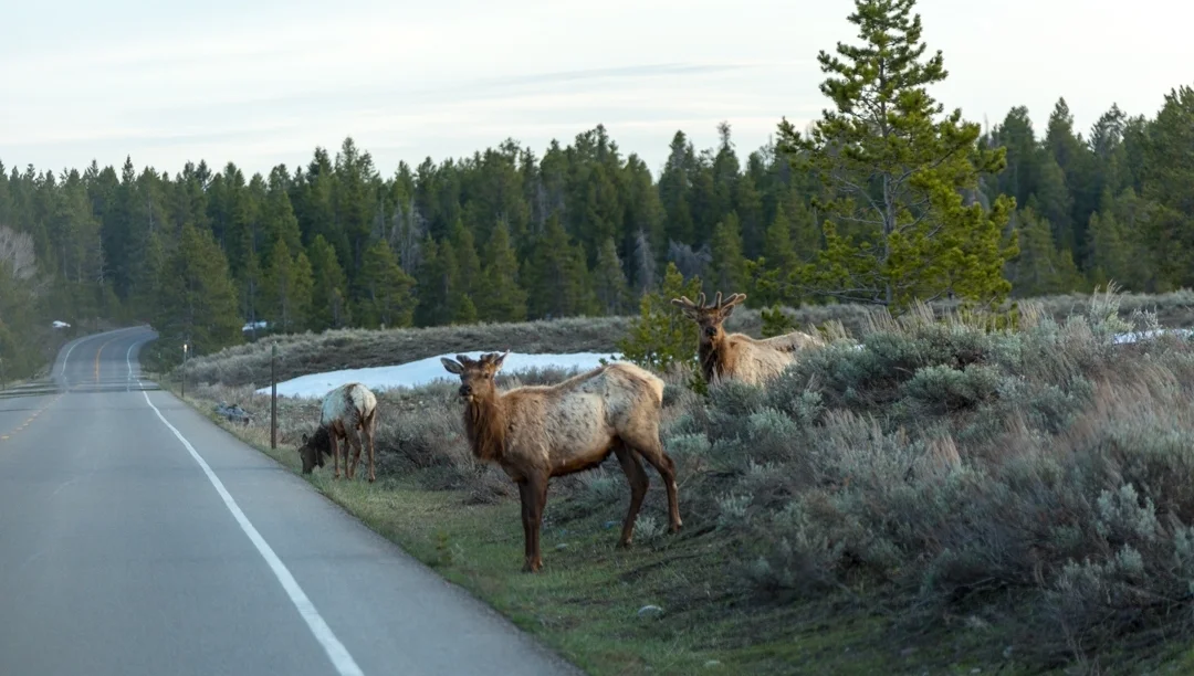 The elk are on the move this time of year.