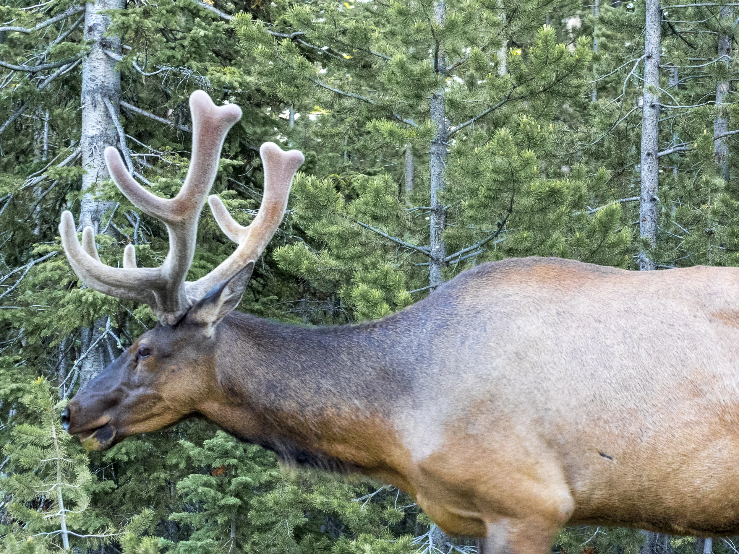 It's crazy how fast the elk's antlers grow. They fall off and regrow each year!