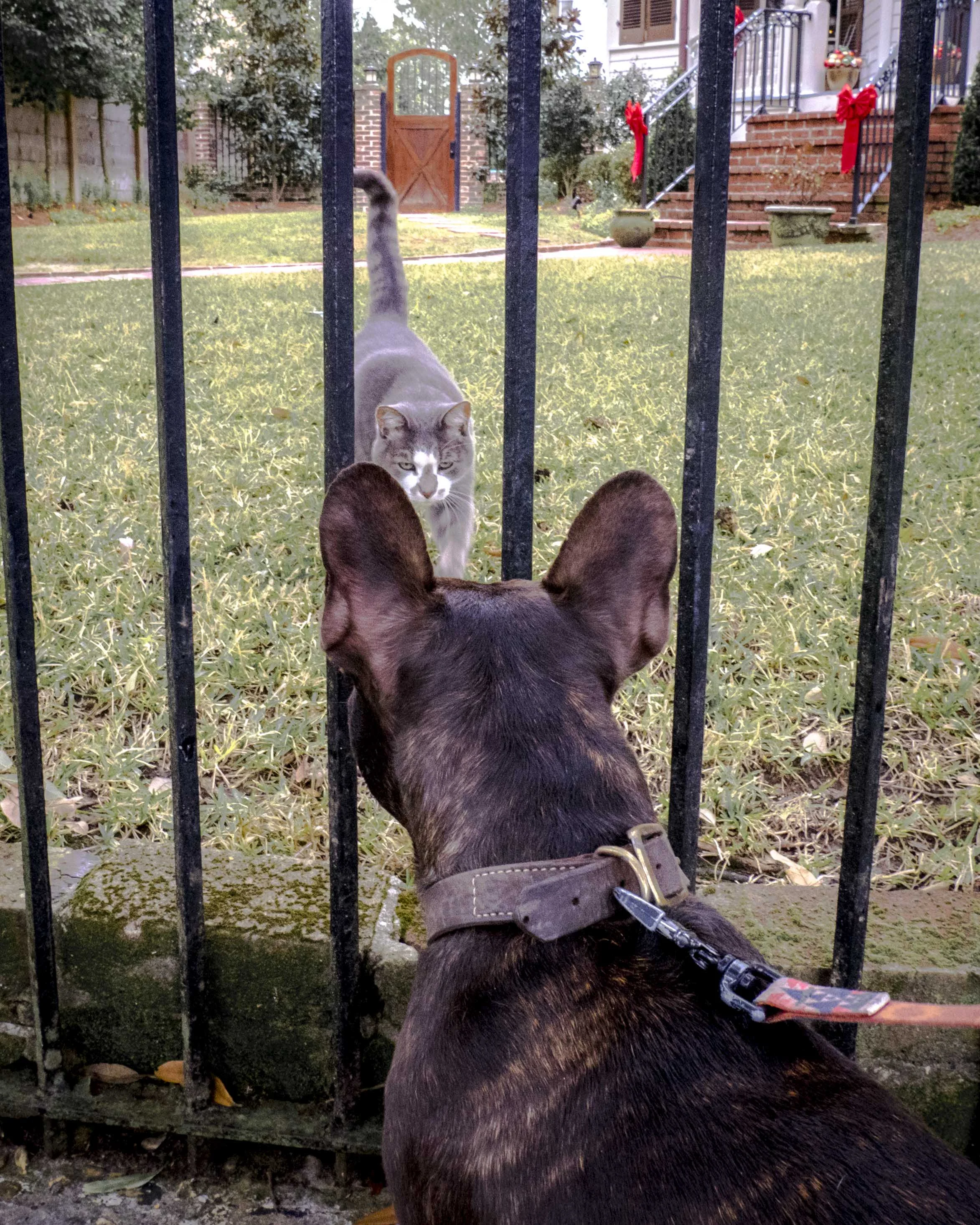 New Orleans with Ozzy's New Friend | January 2018