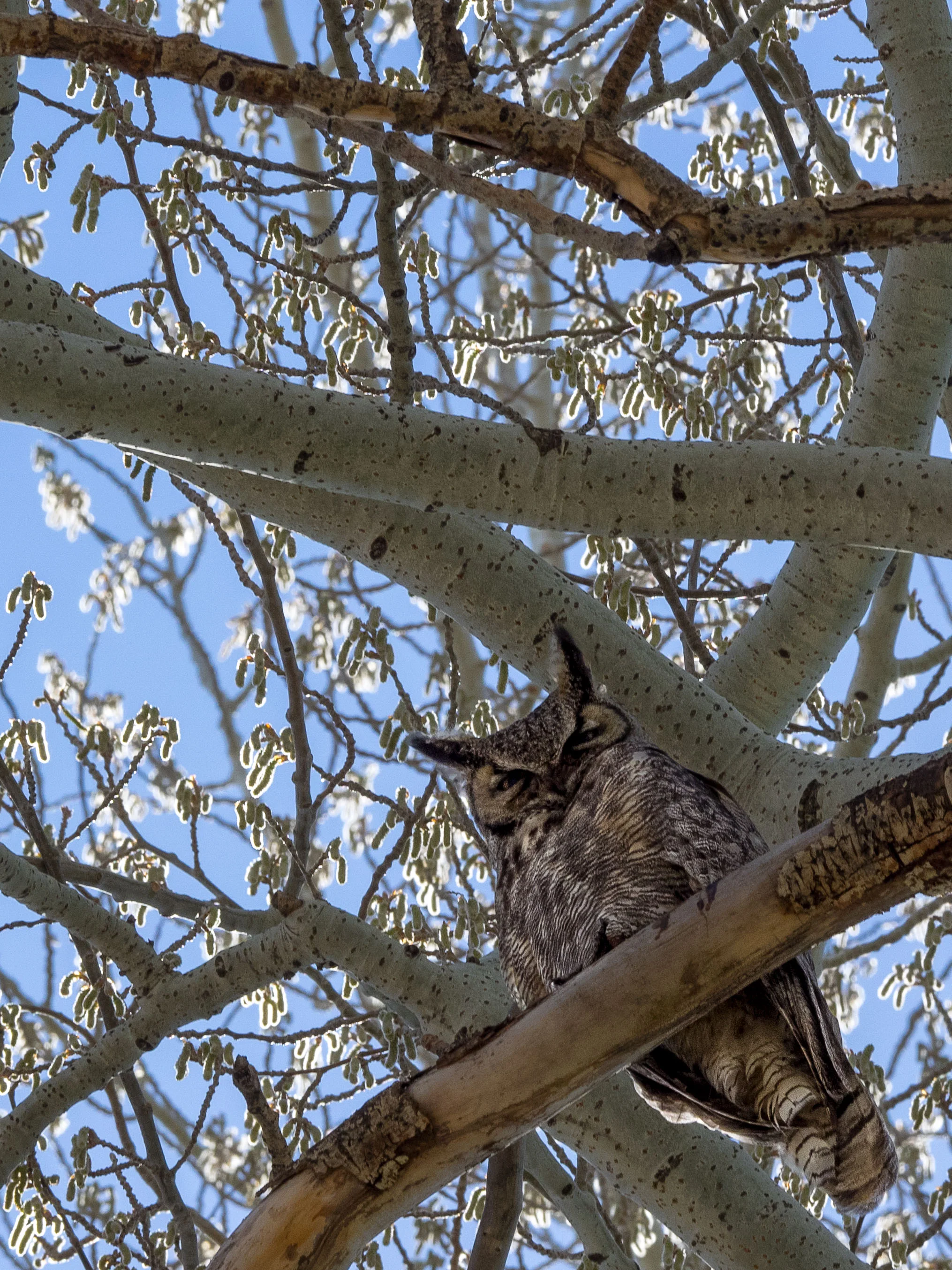 Evil Owl Eyes