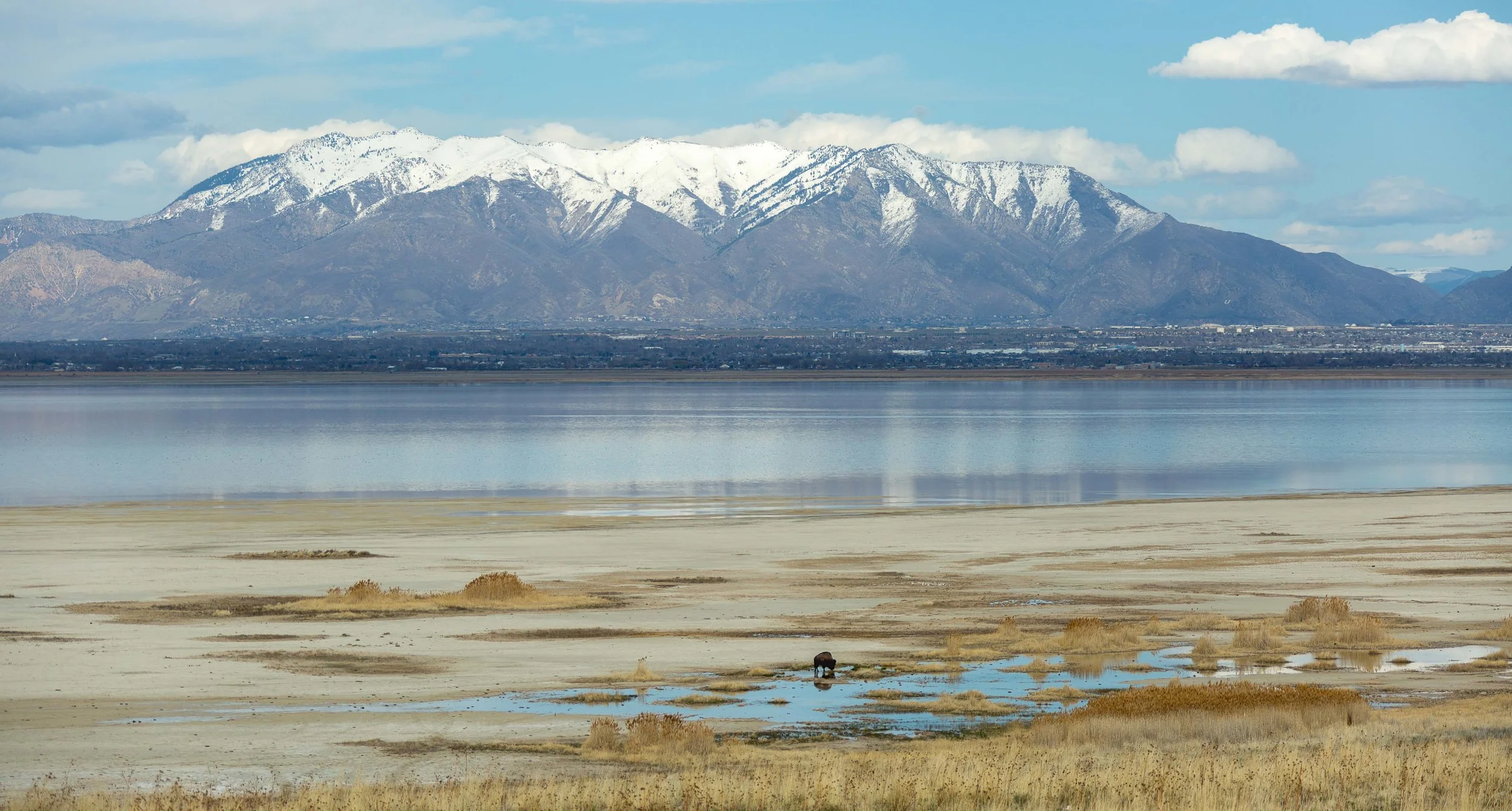 Lone Bison Drinking