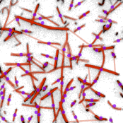 rawoverlays_clustered_indiv_stack_cleaned_bin2_8bitcolor.gif