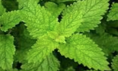Lemon Balm
