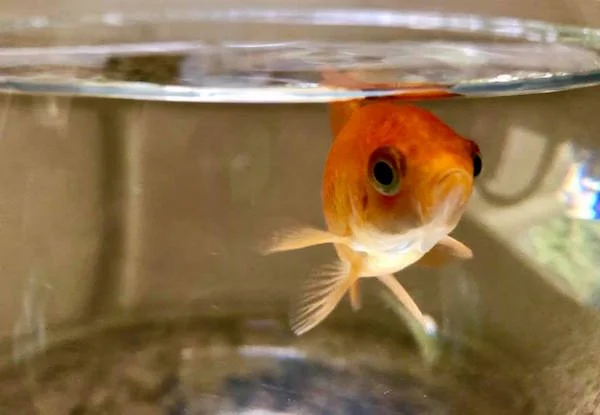 Tony the Goldfish, carni-fish, unconditional love