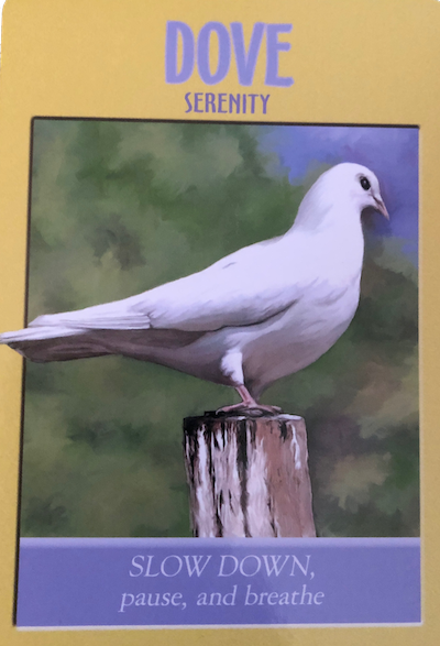 dove.png