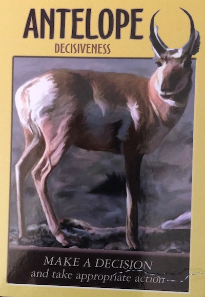 Antelope (Decisiveness) - Saturday, January 23, 2021 - Power Animal Oracle  Cards — Our Sight Your Light
