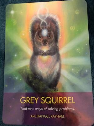 Grey Squirrel - Archangel Animal Oracle — Our Sight Your Light