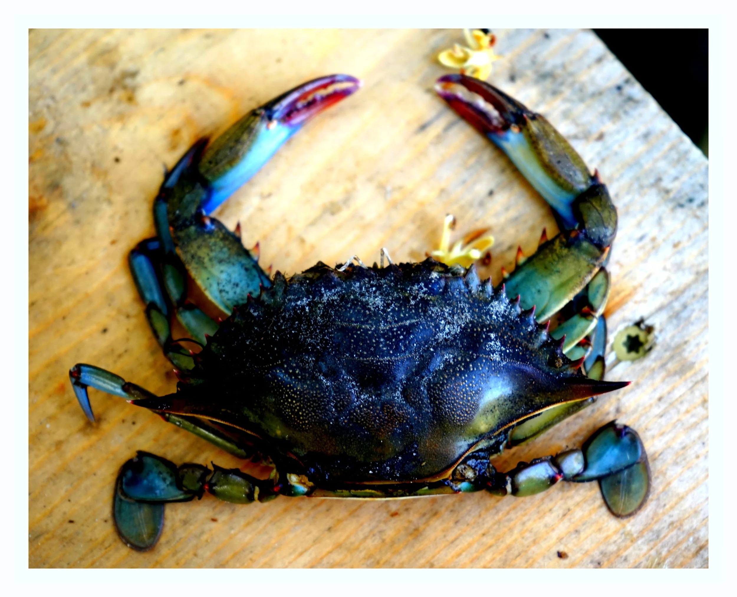 florida Crab - Copy.JPG