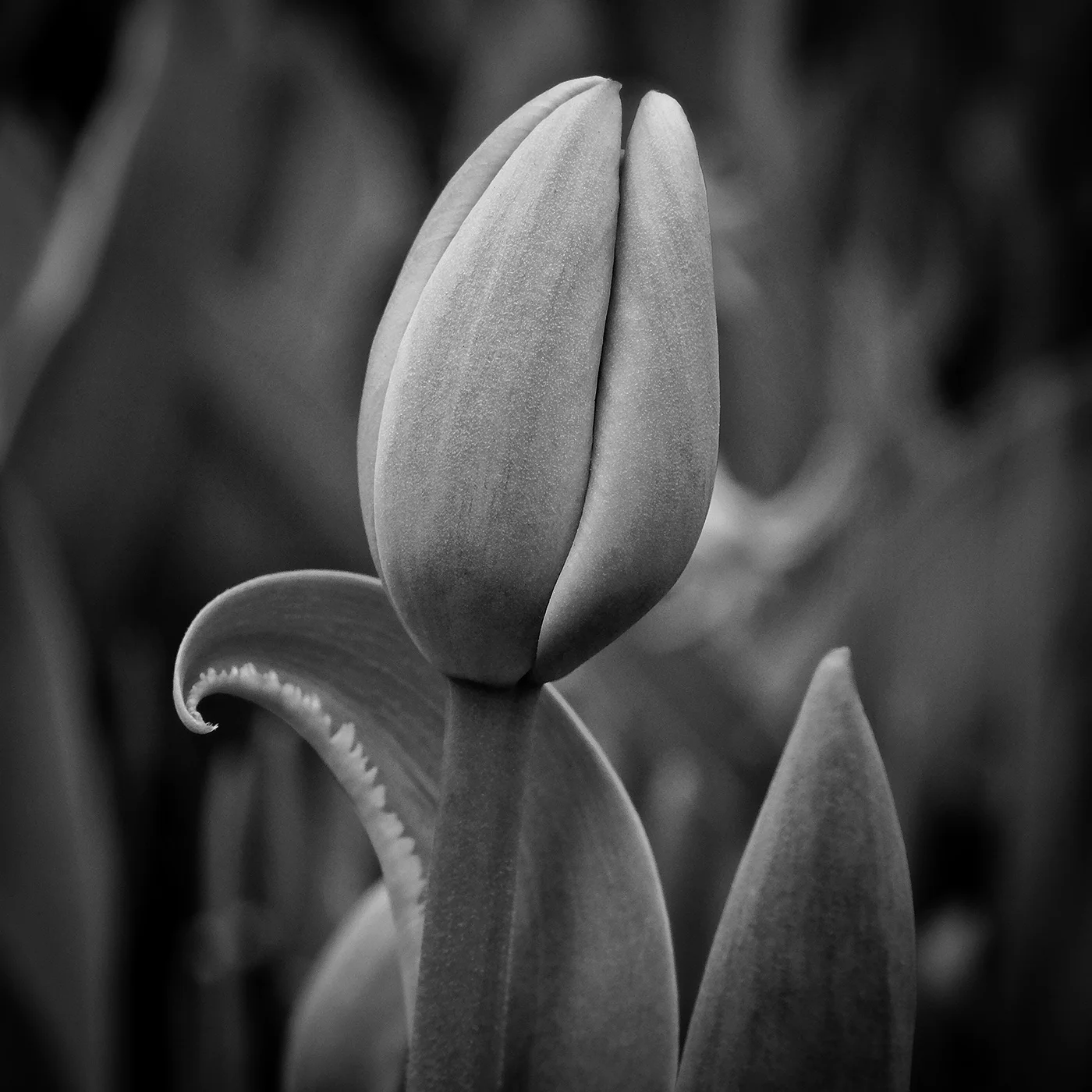 DBS_Tulips02.jpg