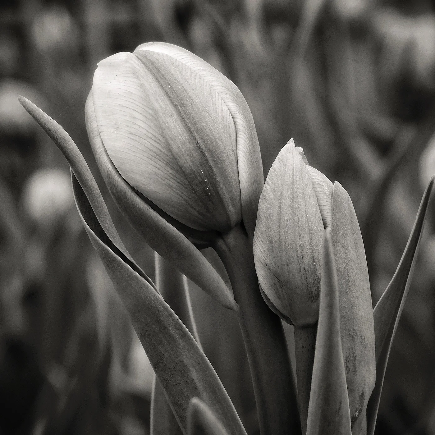 DBS_Tulips06.jpg
