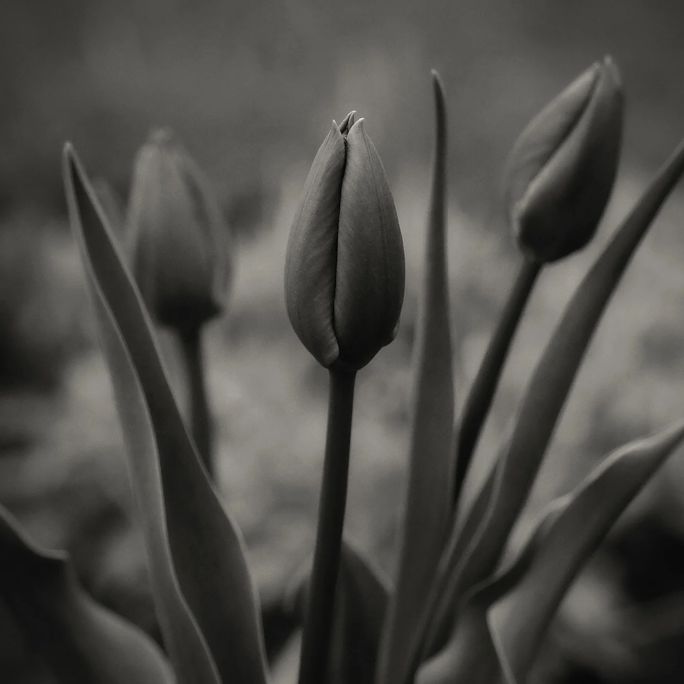 DBS_Tulips04.jpg