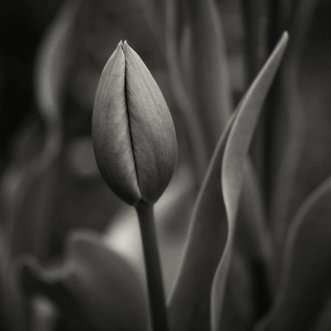 DBS_Tulips05.jpg
