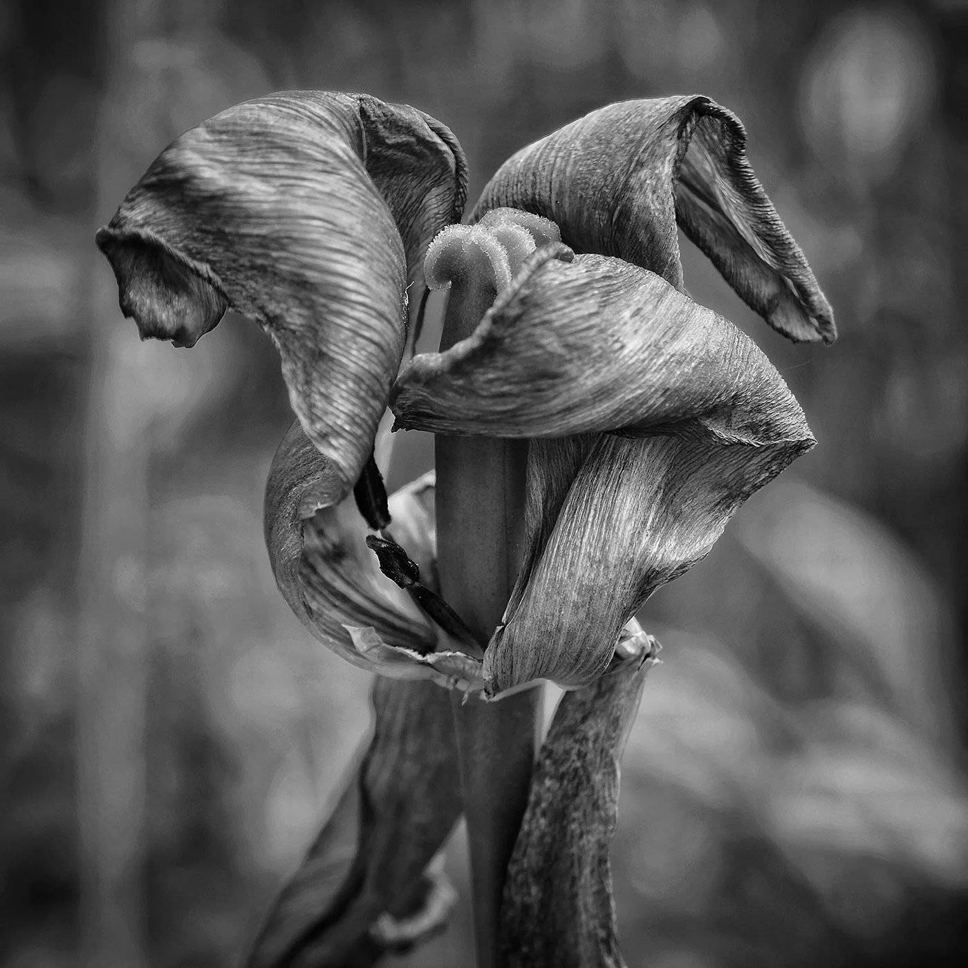 DBS_Tulips09.jpg