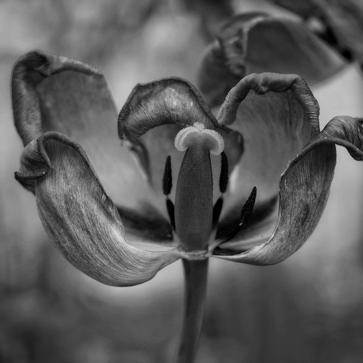 © Dwayne Brown