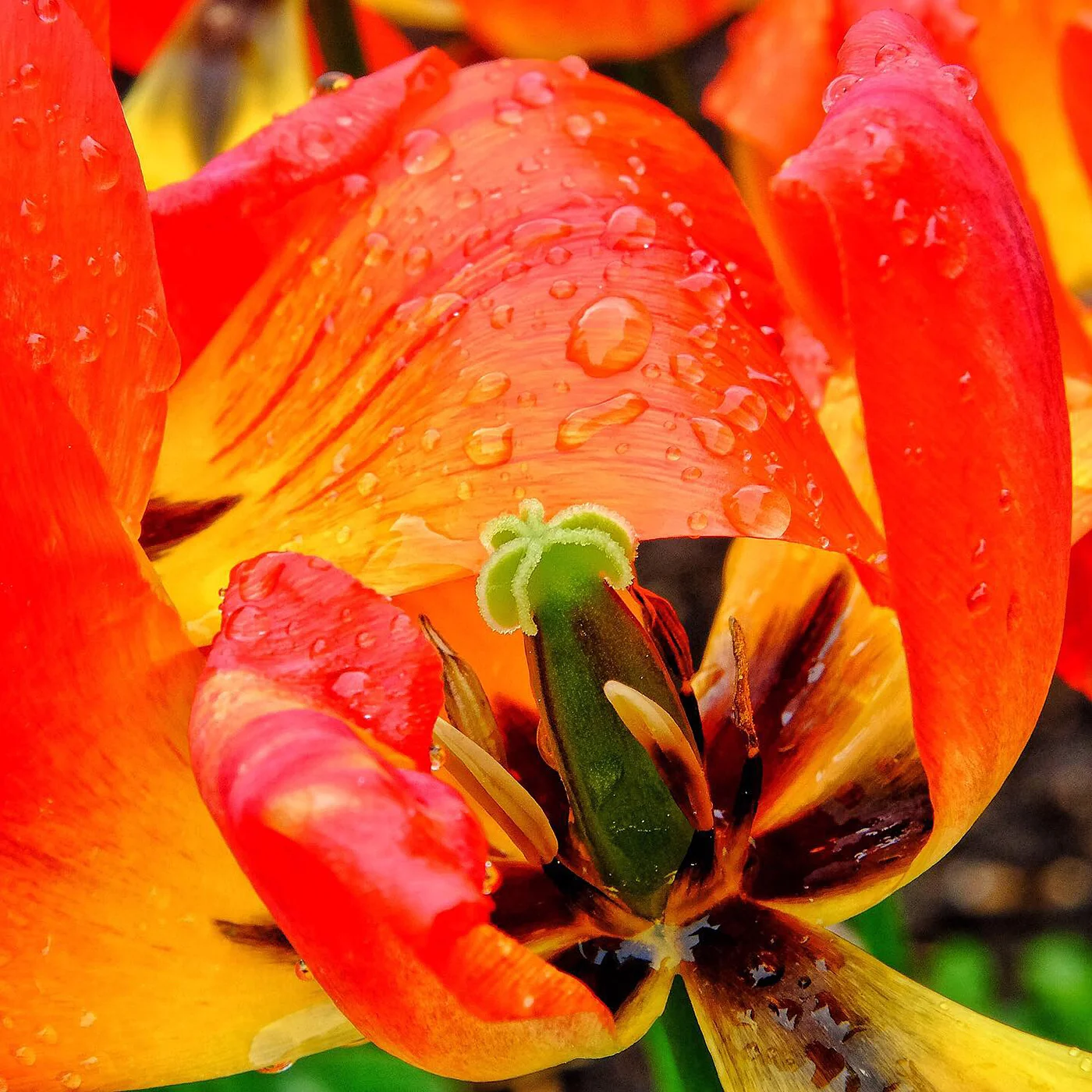 DBS_DyingTulips01.jpg
