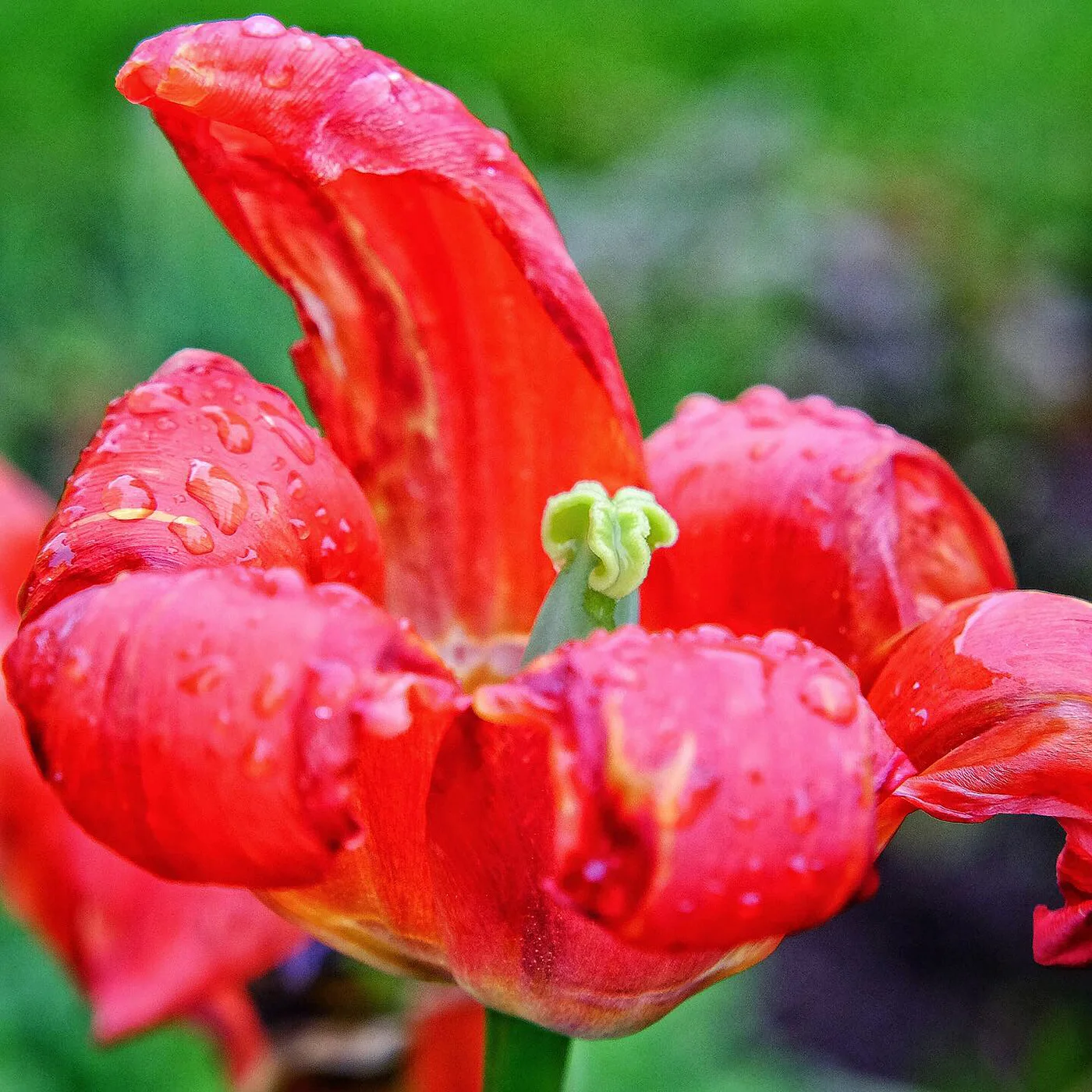 DBS_DyingTulips02.jpg