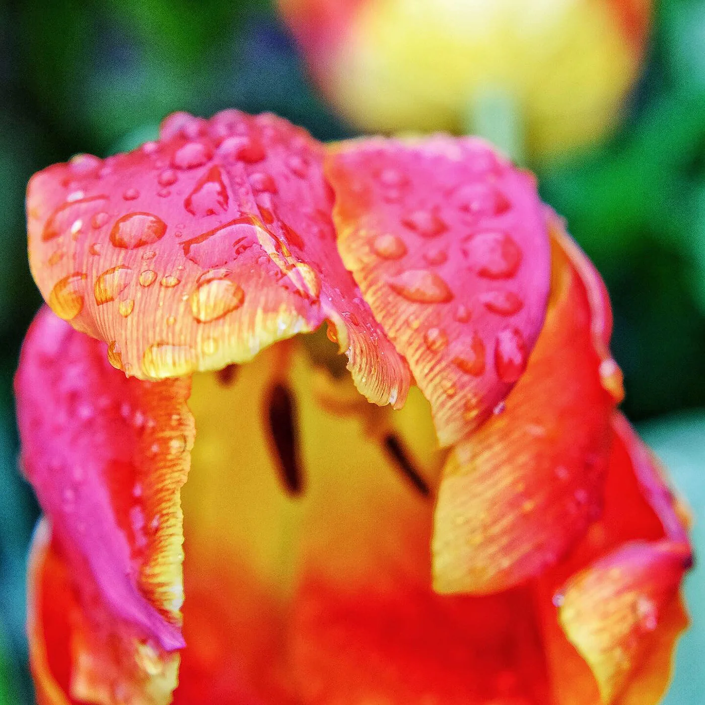 DBS_DyingTulips03.jpg