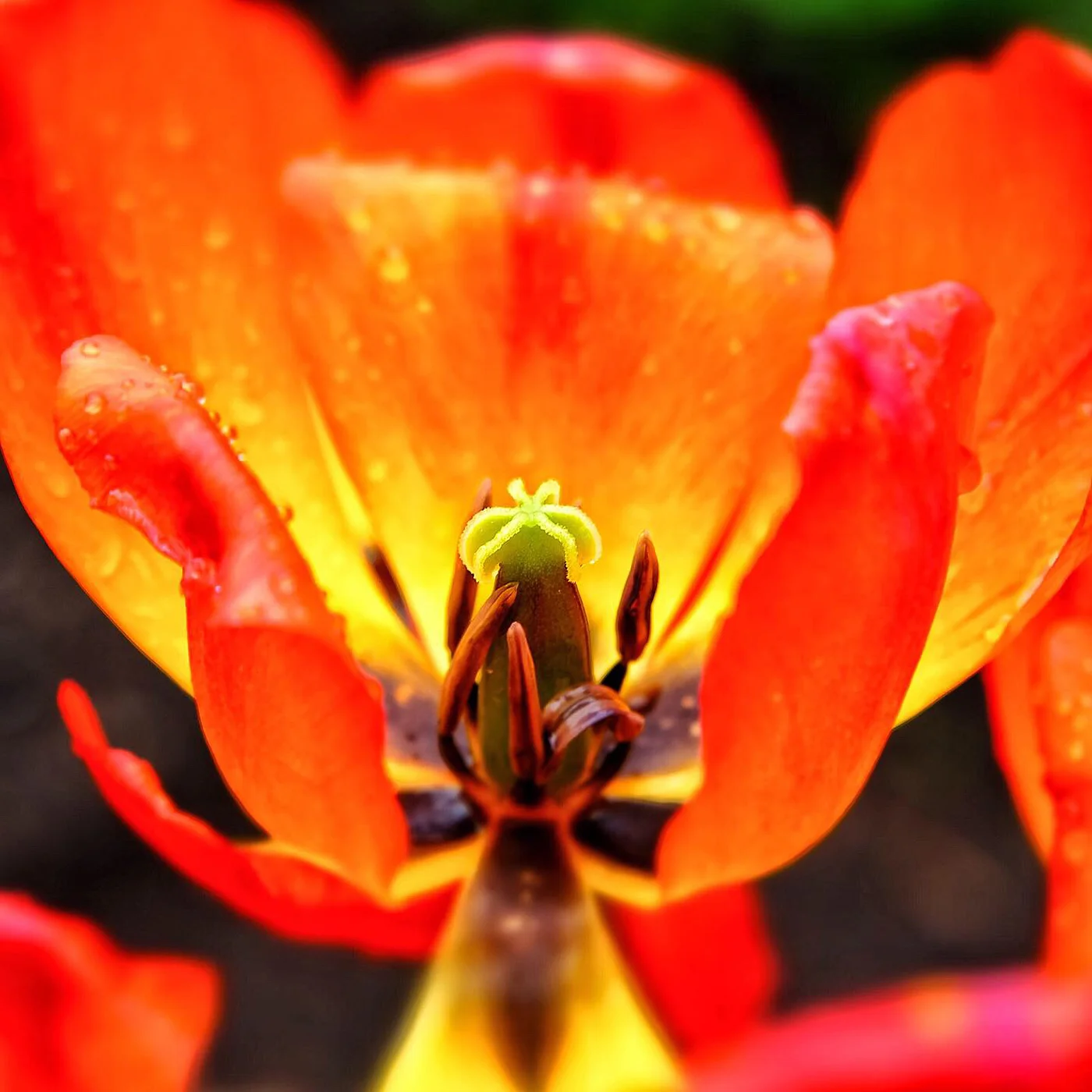 DBS_DyingTulips04.jpg