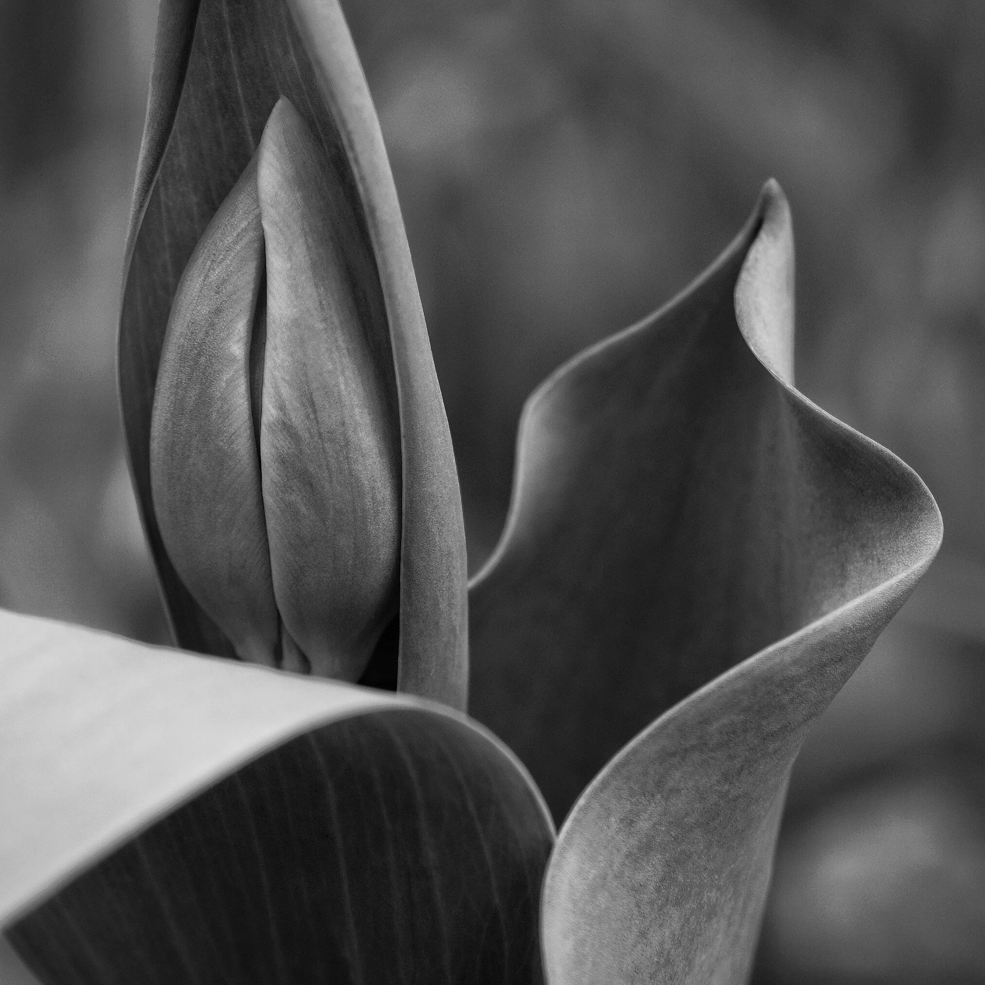 DBS_SpringTulips11_web.jpg