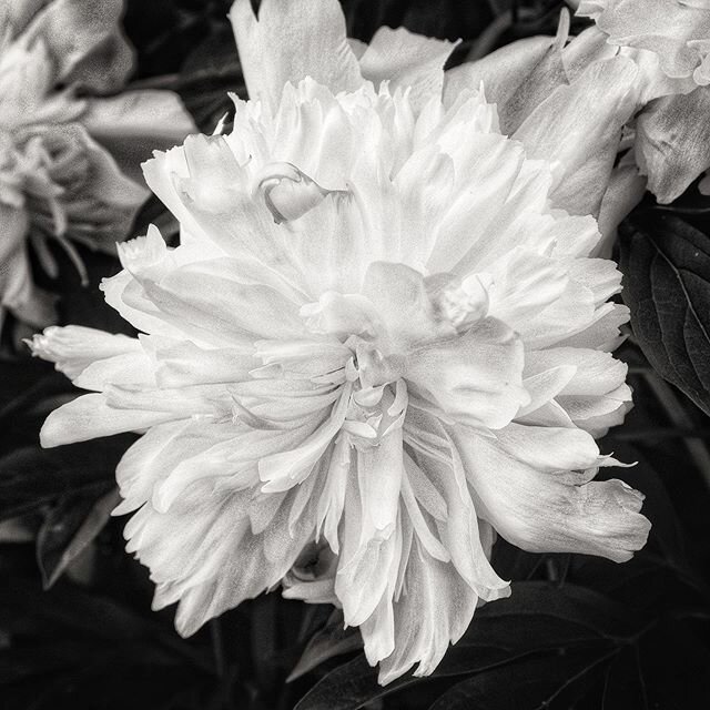 I&rsquo;m continuously humbled by the endless beautiful of the world within close-up details of flowers.  #gardenwalk #lightobscura #photowalk #floral #botanica #bw