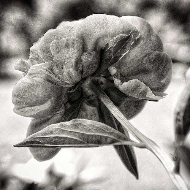 I&rsquo;m continuously humbled by the endless beautiful of the world within close-up details of flowers.  #gardenwalk #lightobscura #photowalk #floral #botanica #bw