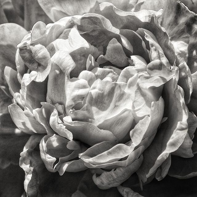 I&rsquo;m continuously humbled by the endless beautiful of the world within close-up details of flowers.  #gardenwalk #lightobscura #photowalk #floral #botanica #bw