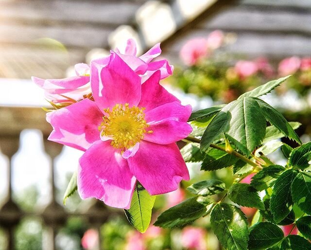 Photography matters. 
So does keeping my camera busy. 
I sometimes ask myself, &ldquo;what does photographing flowers have to do with corporate photography?&rdquo;. For me it&rsquo;s more about staying in tune with capturing and seeing. The more one 